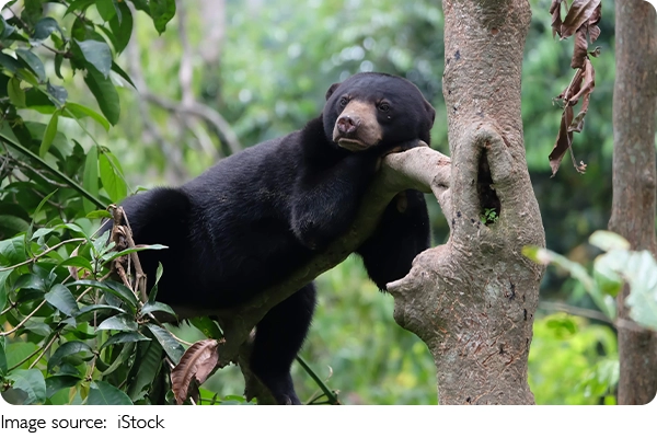 Si Kecil Beruang Madu