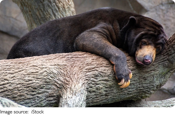 Si Kecil Beruang Madu