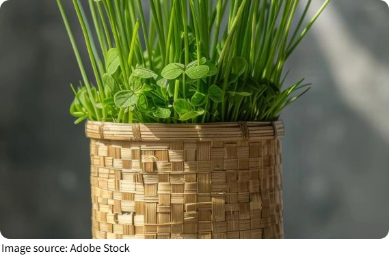 O segredo do bambu-da-sorte