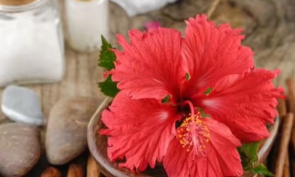 Hibiscus For Hair
