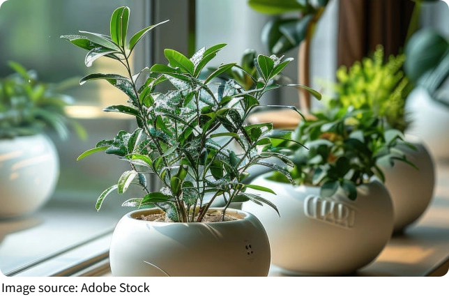 Zimmerpflanzen Boost