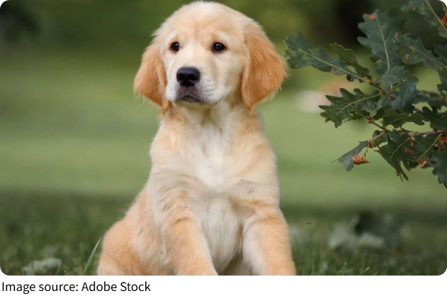 Origen de los Perros