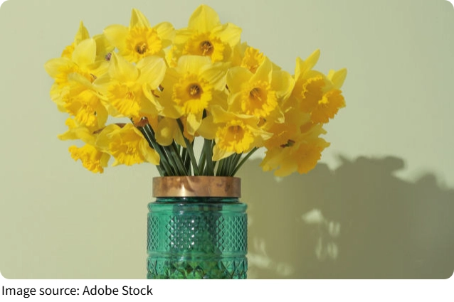 Narcisos fáceis em casa