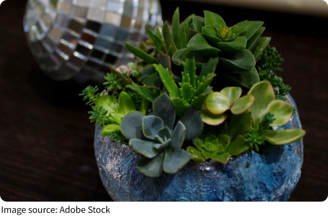 Zimmerpflanzenpflege