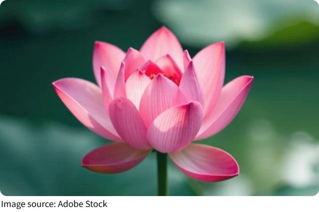 Geheimnisse der Lotusblume