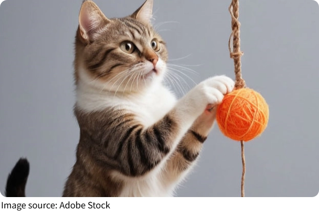 Evcil Hayvan Aksesuarları