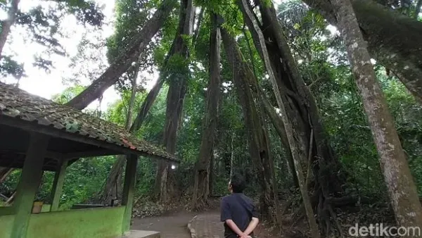 Pohon Berkaki Delapan di Majalengka Pohon Berkaki Delapan di Majalengka