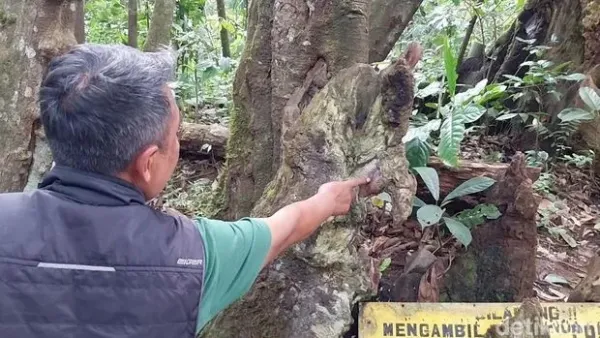 Pohon Berkaki Delapan di Majalengka Pohon Berkaki Delapan di Majalengka