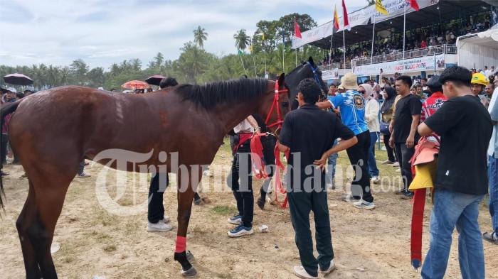 kuda pacuan di padang pariaman 28/3/2026