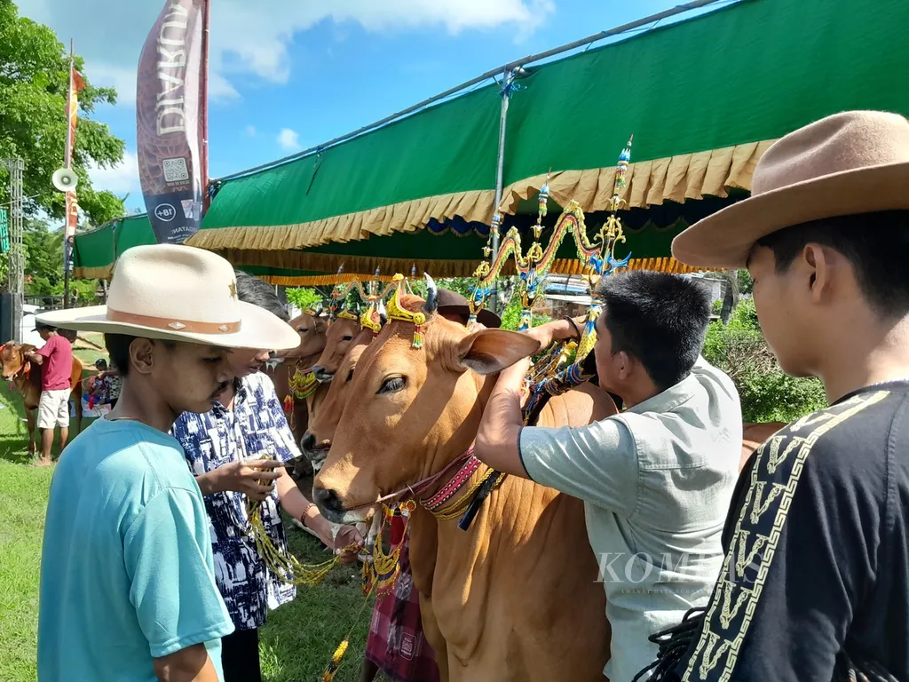 Peserta kontes sapi sonok tengah memasang hiasan di tubuh pasangan sapi betina mereka sesaat sebelum acara berlangsung di Lapangan Pasongsongan, Kecamatan Pasongsongan, Kabupaten Sumenep, Madura, Jawa Timur, Sabtu (27/5/2024).