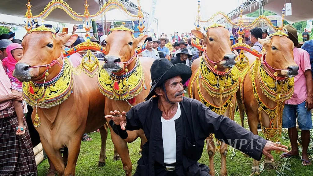 Penari mengiringi sapi-sapi sonok (sapi betina yang diikutkan kontes kecantikan) menuju Kontes Ternak Sapi Madura di Lapangan Desa Kaduara Barat, Kecamatan Larangan, Pamekasan, Jawa Timur, Selasa (19/2/2019).