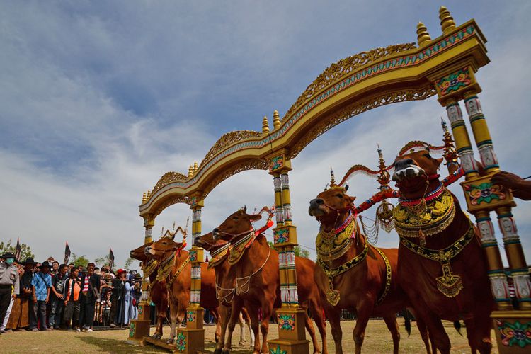 Sapi Sonok, lomba kecantikan khusus sapi khas Madura.
