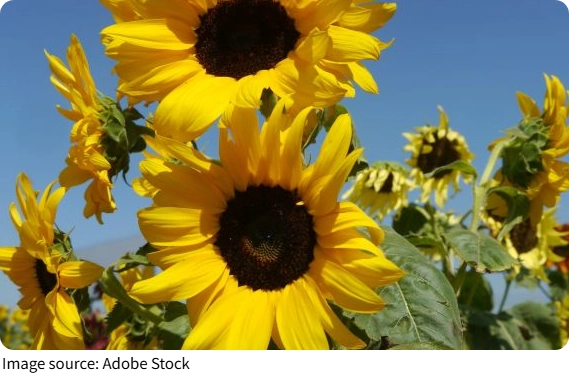Tournesols étonnants