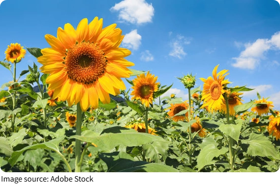 Sunflower Secrets
