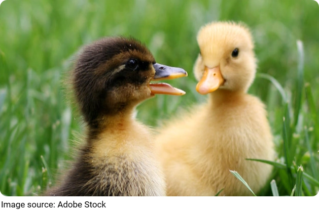 The World of Goslings