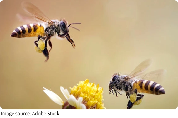 Declive de Polinizadores