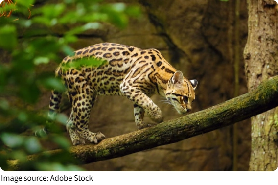 Ocelot Threat on Cozumel