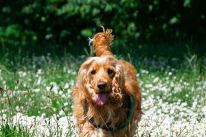 English Cocker Spaniel