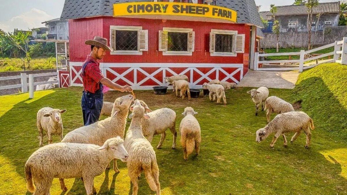 Wisata memberi pakan satwa di Dairyland Farm Theme Park Prigen, tempat wisata di Pasuruan yang cocok untuk liburan keluarga.