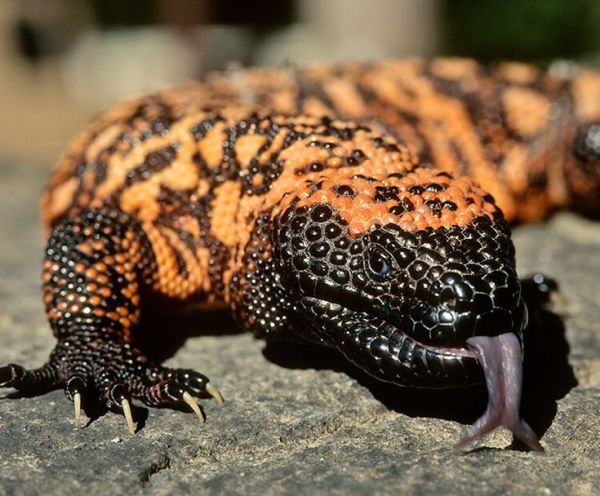 This may contain: an orange and black lizard laying on top of a cement surface with its mouth open