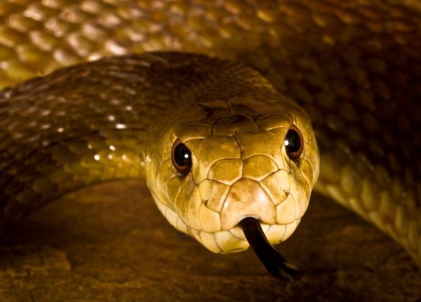 This may contain: a close up view of a snake's head