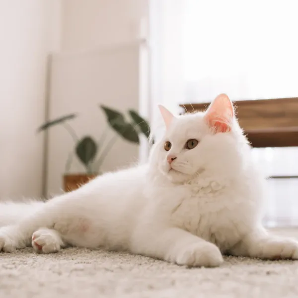 white cat