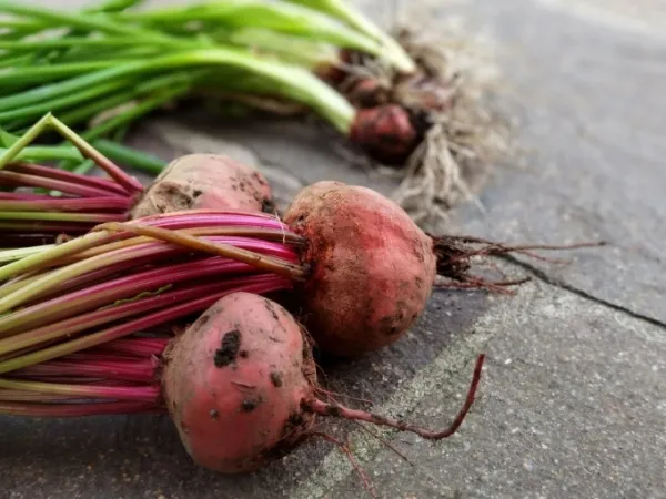 Freshly harvested beets. Photo by Pexels