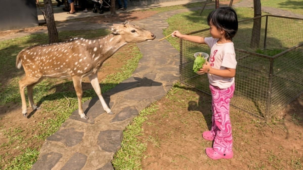 Wisatawan memberi makan satwa di Jasmine Park, tempat wisata di Tangerang, Banten yang cocok untuk liburan keluarga.