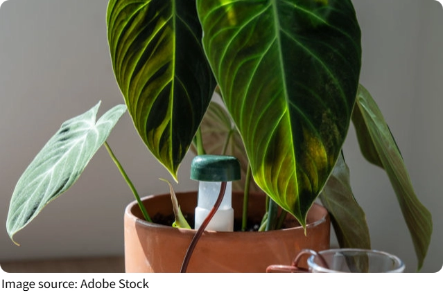 Réussir son Calathea