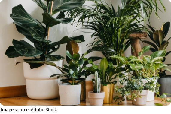 Tanaman Hias Philodendrons