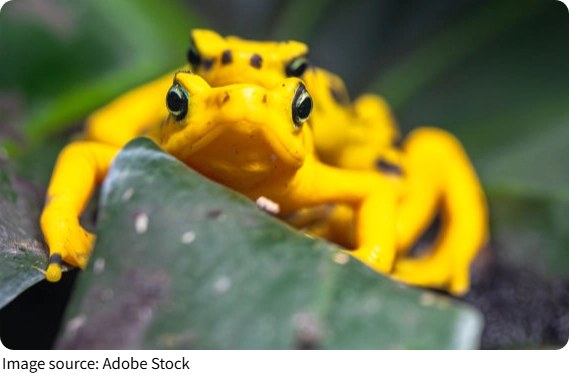 Golden Frogs Return