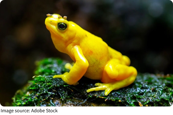 Golden Frogs Return