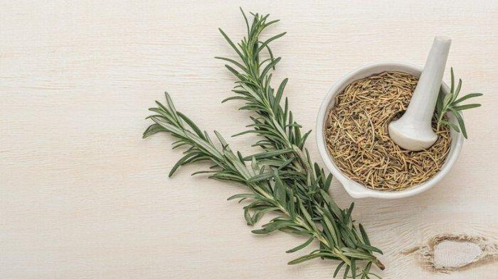 Ilustrasi rosemary, salah satu herbal dan rempah yang bagus untuk meningkatkan kesehatan