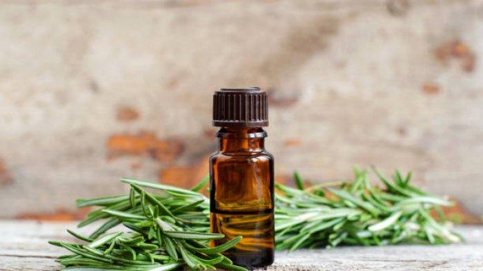 Ilustrasi tanaman herbal rosemary