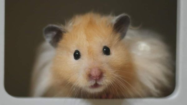 (Image Source: Canva)