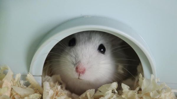 (Image Source: Canva)