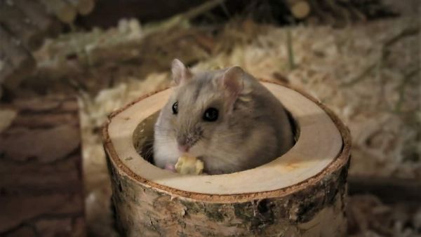 (Image Source: Canva)