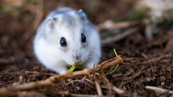 (Image Source: Canva)