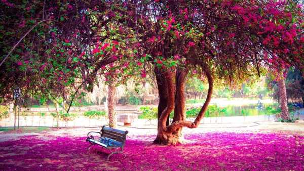 Pink Morning At Lodhi Gardens