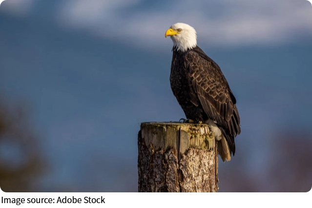 Top Speed Birds Guide