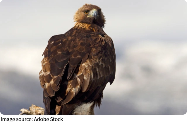 Top Speed Birds Guide