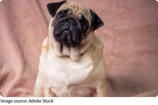 Perros que curan
