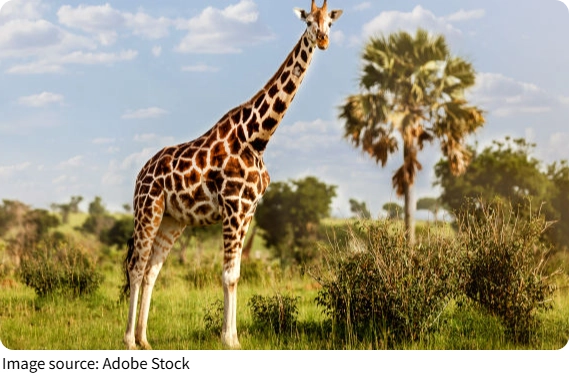 Giraffe Sleep Secrets