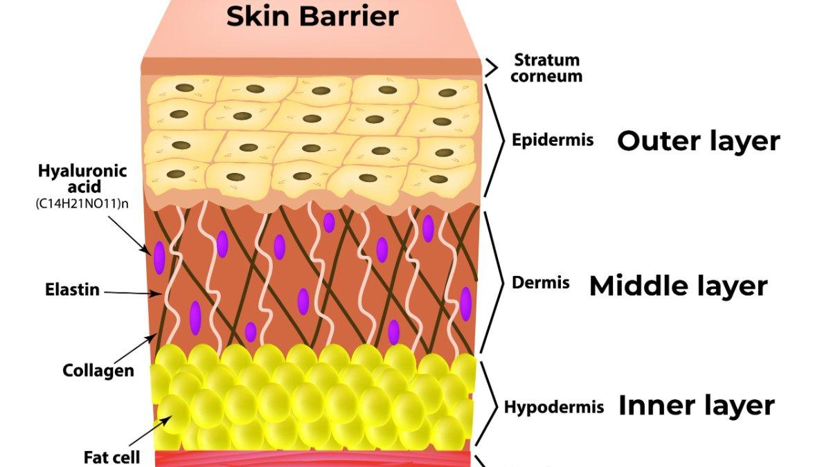 Memakai sunscreen setiap hari dapat membantu memperkuat skin barrier