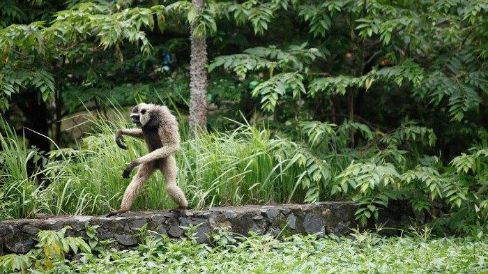 Owa di Semarang Zoo, rekomendasi tempat wisata ramah keluarga di Semarang.
