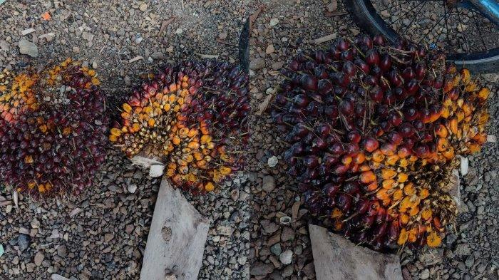 Kesy Mahesa membagikan cerita tentang sawit. 