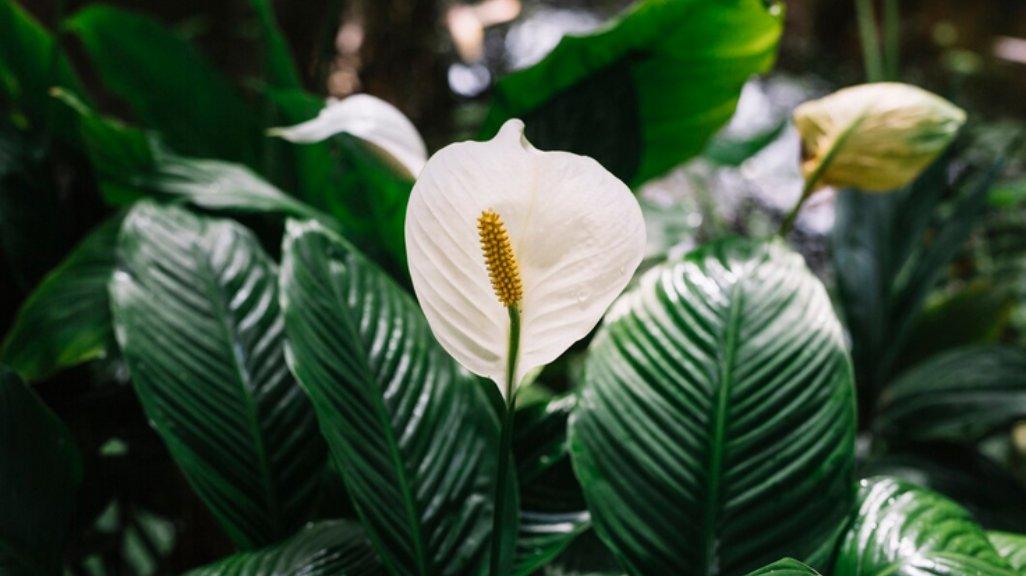 llustrasi Peace Lily