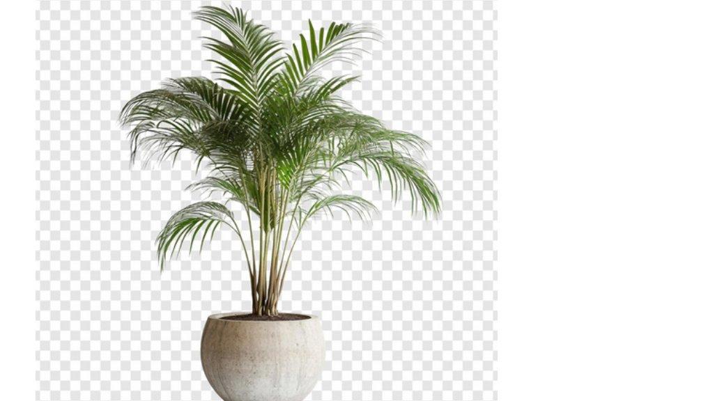 Ilustrasi Areca palm