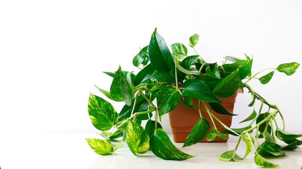 Ilustrasi Sirih Gading