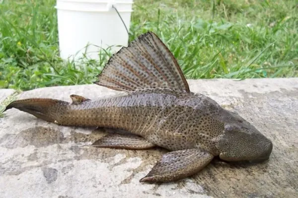 Ikan sapu-sapu. (San Antonio River Authority)